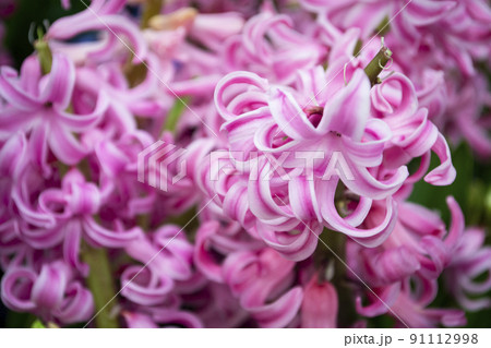Hyacinth pink surprise dutch hyacinth, pink rose pearl hyacinth. Spring flowers. Closeup texture of pink flowers Hyacinth pink surprise dutch hyacinth, pink rose pearl hyacinth. Spring flowers. Closeup texture of pink flowers 91112998