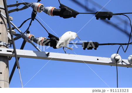 街中の電信柱にきて横を歩いてるチュウサギ 91113323