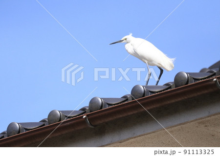 住宅街の家の屋根に飛んできて強風に耐えながらひとやすみするチュウサギ 住宅街の家の屋根に飛んできて強風に耐えながらひとやすみするチュウサギ 91113325