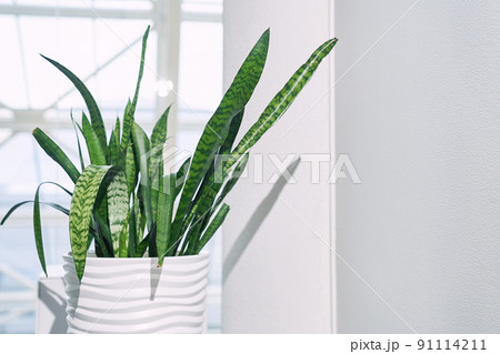 Indoor plant Sansevieria trifasciata in a white ceramic pot on the background of a window in a minimalist style close-up. With space to copy. High quality photo 91114211