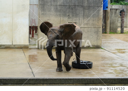 雨の動物園のタイヤで遊ぶゾウの子供 91114520