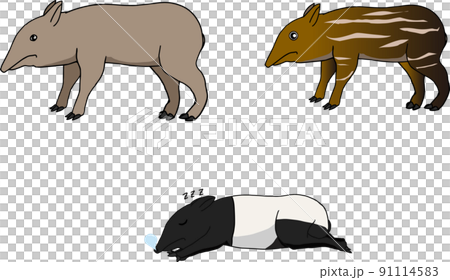 A set of tapirus sleeping with a tapirus child 91114583