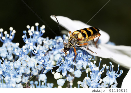 アジサイの花にヨツスジハナカミキリ 91116312