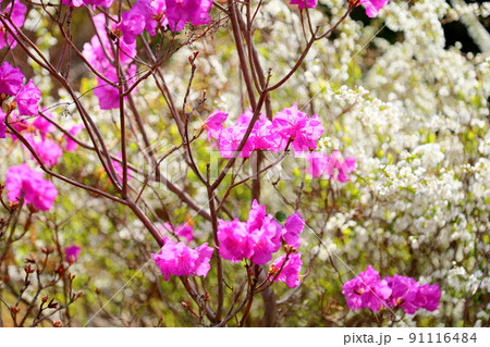 トサノミツバツツジの花 91116484