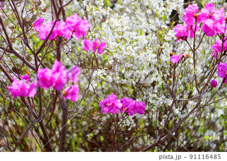 ユキヤナギの花 ユキヤナギの花 91116485