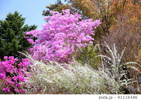 トサノミツバツツジの花 91116486
