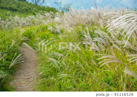 《奈良県》秋の葛城高原 ススキの群生/ 91116526