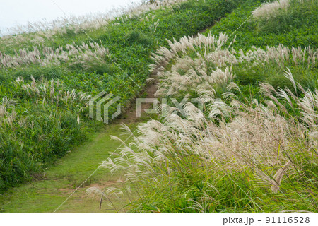 《奈良県》秋の葛城高原 ススキの群生/ 91116528