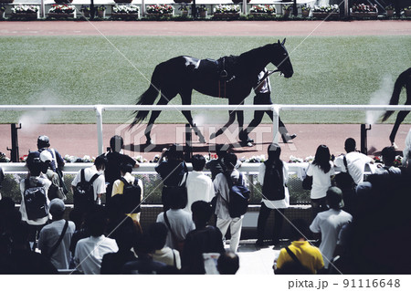 パドックと観客 パドックと観客 91116648
