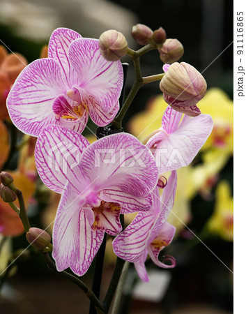 Blooming phalaenopsis orchid in a greenhouse 91116865