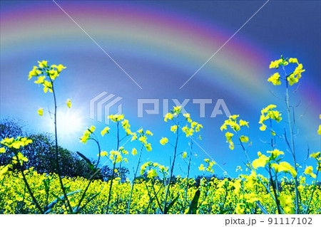 菜の花畑に架かった絶景の虹 91117102