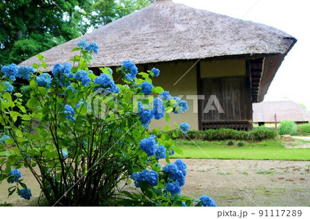 古民家の庭に咲く風情ある紫陽花　初夏の穏やかな風景　古河 91117289