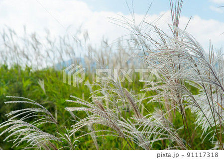 《奈良県》秋の葛城高原 ススキの群生/ 91117318
