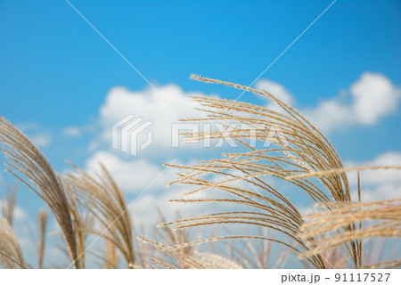 《奈良県》秋の葛城高原 ススキの群生/ 91117527