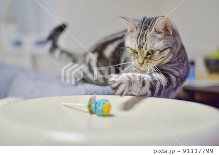 キャンディで遊ぶ猫 キャンディで遊ぶ猫 91117799