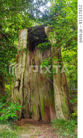 香取神宮の三本杉 91117852