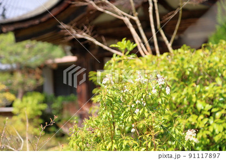 アセビの花 アセビの花 91117897