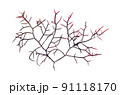 海藻　紅藻類　ツノ　赤い海藻 91118170