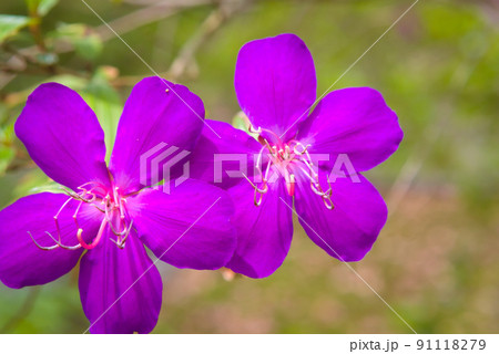 シコンノボタンの花 91118279