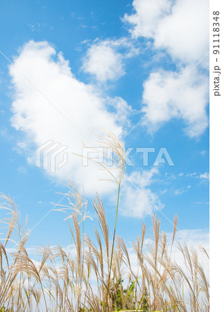《奈良県》秋の葛城高原 ススキの群生/ 《奈良県》秋の葛城高原 ススキの群生/ 91118348