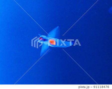 知床の妖精クリオネ 91118476