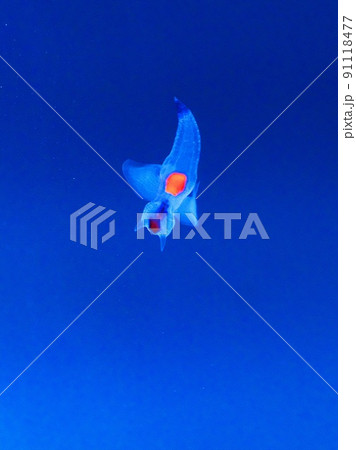 知床の妖精クリオネ 91118477