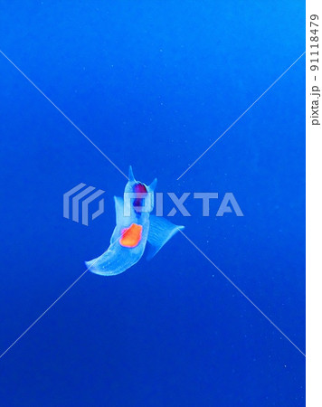 知床の妖精クリオネ 91118479