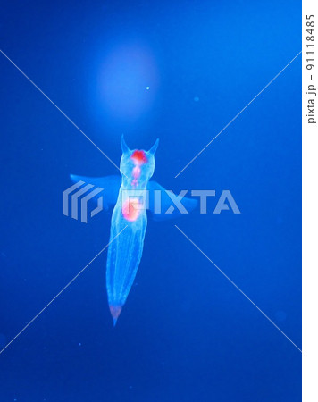 知床の妖精クリオネ 知床の妖精クリオネ 91118485