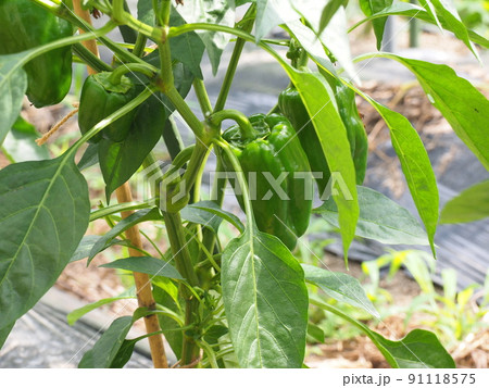 家庭菜園、ピーマンの収穫 家庭菜園、ピーマンの収穫 91118575