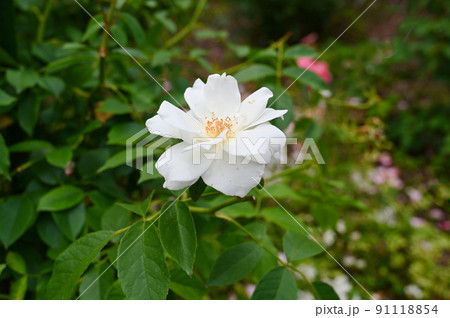 バラの花 アイスバーグ バラの花 アイスバーグ 91118854
