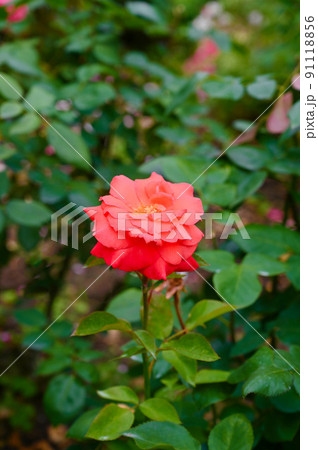 バラの花　ニュー　アベ　マリア 91118856