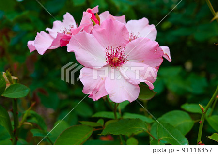 バラの花　クイーン　エリザベス 91118857