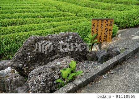 天空の茶畑　マチュピチュ 91118969