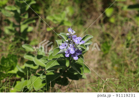 ハマゴウ　海辺で見られる野草 91119231