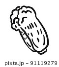 野菜の色なしイラスト　白菜 91119279
