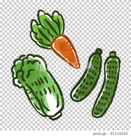 野菜イラスト にんじん、白菜、きゅうり 野菜イラスト にんじん、白菜、きゅうり 91119283