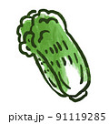 野菜イラスト　白菜 91119285