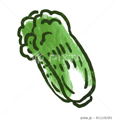 野菜イラスト 白菜 野菜イラスト 白菜 91119285