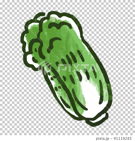 Vegetable illustration Chinese cabbage 91119285