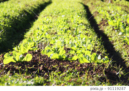 サンパウロ近郊で栽培されている葉野菜　ブラジル 91119287
