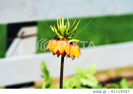 オレンジ色の花　フリチラリア・インペリアリス 91119387