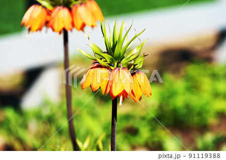 オレンジ色の花　フリチラリア・インペリアリス 91119388