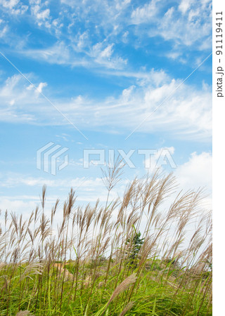 《奈良県》秋の葛城高原 ススキの群生/ 91119411