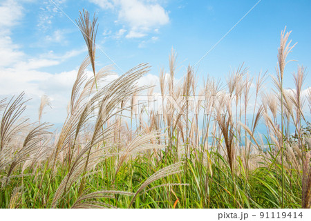 《奈良県》秋の葛城高原 ススキの群生/ 91119414