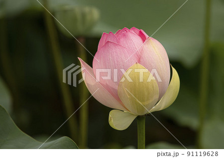 ら 水 湖 91119628