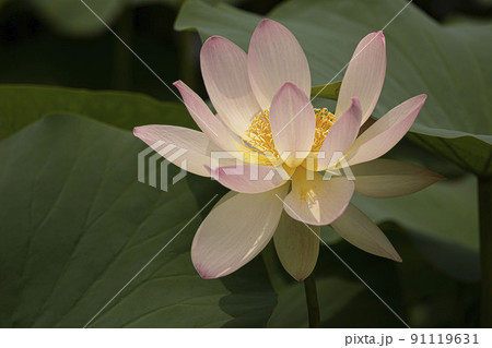 ら 水 湖 91119631