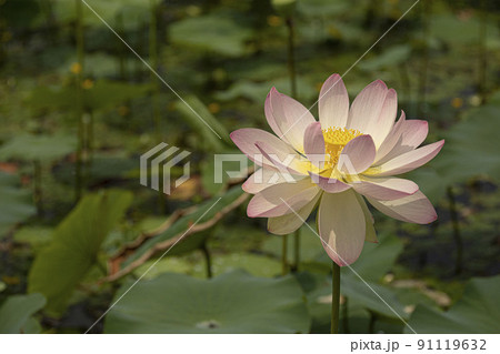 ら 水 湖 91119632