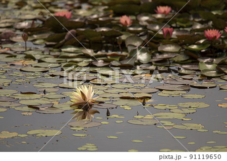 ら 水 湖 91119650