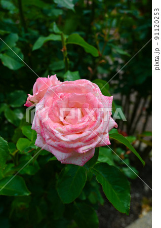 バラの花 ハイネス雅 バラの花 ハイネス雅 91120253