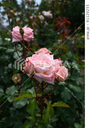 バラの花 ハイネス雅 バラの花 ハイネス雅 91120255
